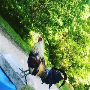 Meet your Posher, Billy